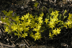 Sedum acre