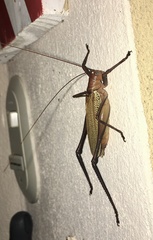 Ischnomela pulchripennis