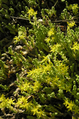 Sedum acre