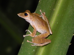 Polypedates colletti