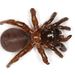 Horned Trapdoor Spiders - Photo (c) Nikie Scott, some rights reserved (CC BY-NC), uploaded by Nikie Scott