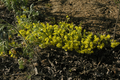 Sedum acre