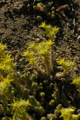 Sedum acre