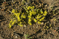 Sedum acre