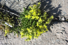 Sedum acre