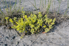 Sedum acre