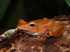 Polypedates colletti