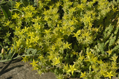 Sedum acre