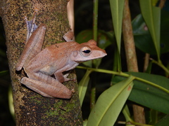 Polypedates colletti