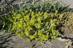 Sedum acre