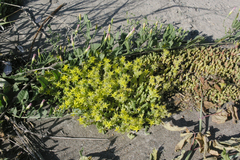 Sedum acre