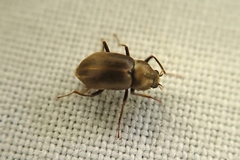 Helichus lithophilus