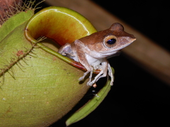 Polypedates colletti