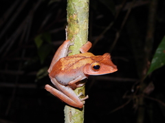 Polypedates colletti