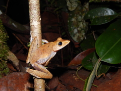 Polypedates colletti