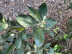 Image of Rhodomyrtus tomentosa