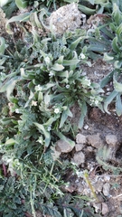 Plagiobothrys canescens catalinensis