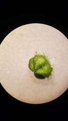 Plagiobothrys canescens catalinensis