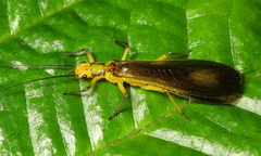 Anacroneuria