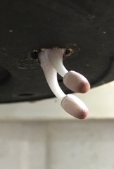 Leucocoprinus ianthinus