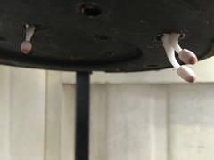 Leucocoprinus ianthinus