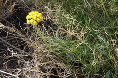 Cymopterus spellenbergii