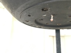 Leucocoprinus ianthinus