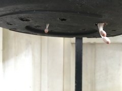 Leucocoprinus ianthinus