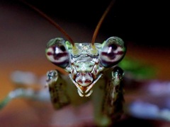 Humbertiella ocularis