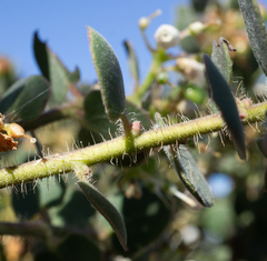 Arctostaphylos purissima