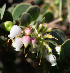 Arctostaphylos purissima