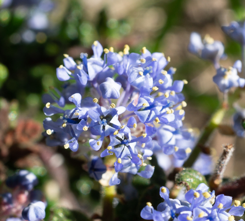 Ceanothus impressus