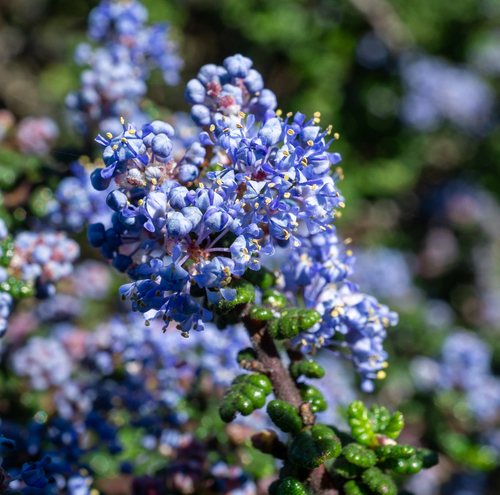 Ceanothus impressus