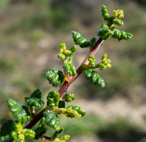 Ceanothus impressus