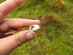 Helminthoglypta stiversiana