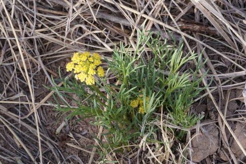 Spellenberg's springparsley (Cymopterus spellenbergii)