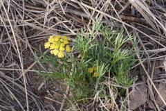 Cymopterus spellenbergii