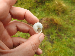 Helminthoglypta stiversiana