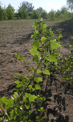 Populus nigra
