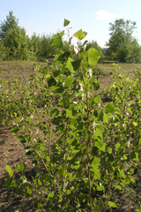 Populus nigra