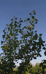 Populus nigra