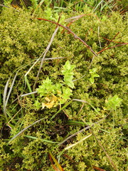 Stellaria littoralis