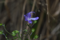 Trichostema dichotomum image