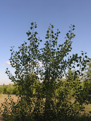 Populus nigra