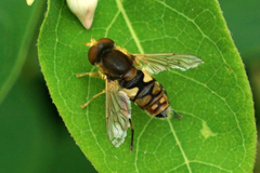 Parhelophilus obsoletus