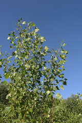 Populus nigra