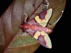 Pachynoa purpuralis