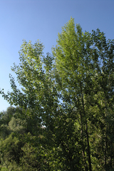 Populus nigra