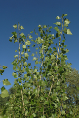 Populus nigra