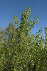 Populus nigra